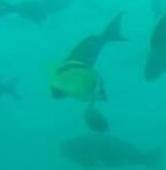 Johnrandallia nigrirostris