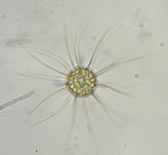 Golenkinia