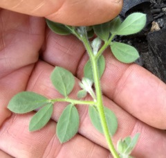 Acmispon heermannii heermannii