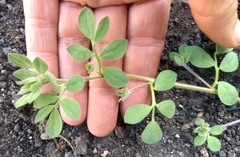 Acmispon heermannii heermannii