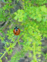 Coccinella septempunctata