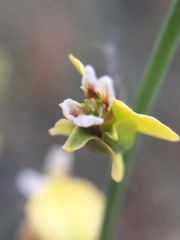 Streptanthus polygaloides