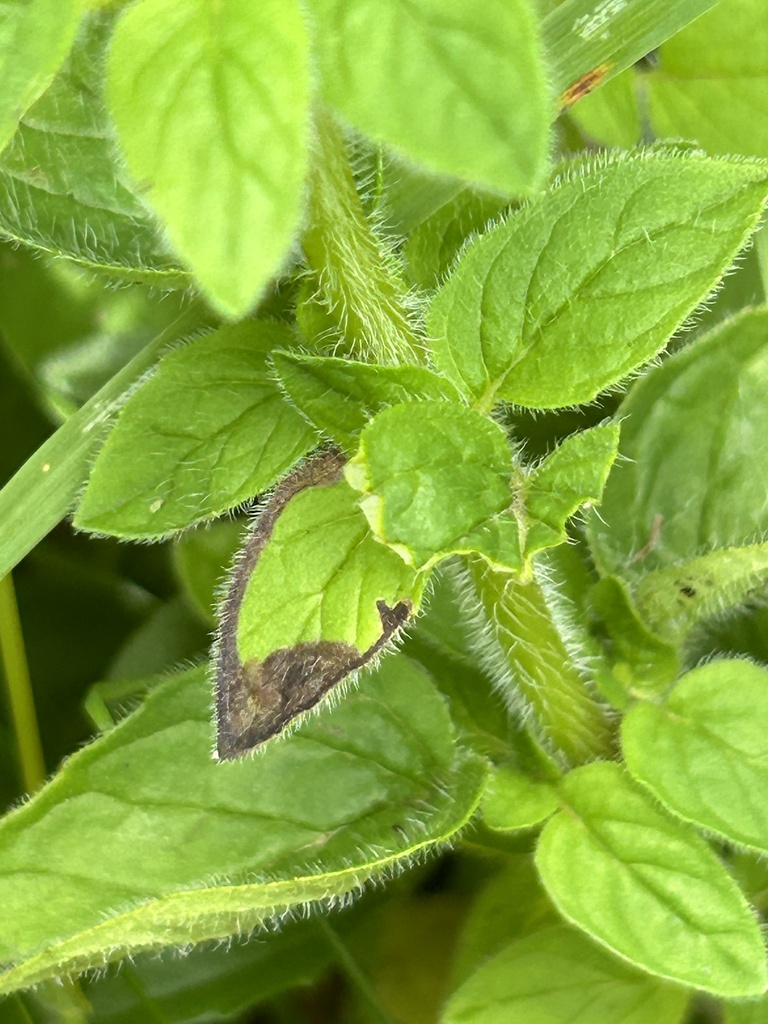 Phytomyza origani