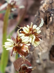 Luzula acuminata