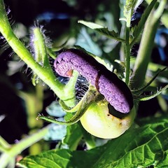 Noctuidae