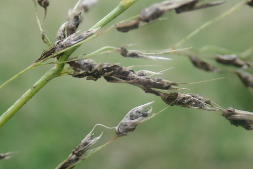 Ustilago perennans