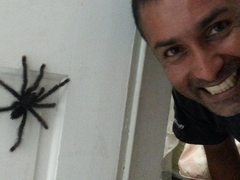 Avicularia avicularia