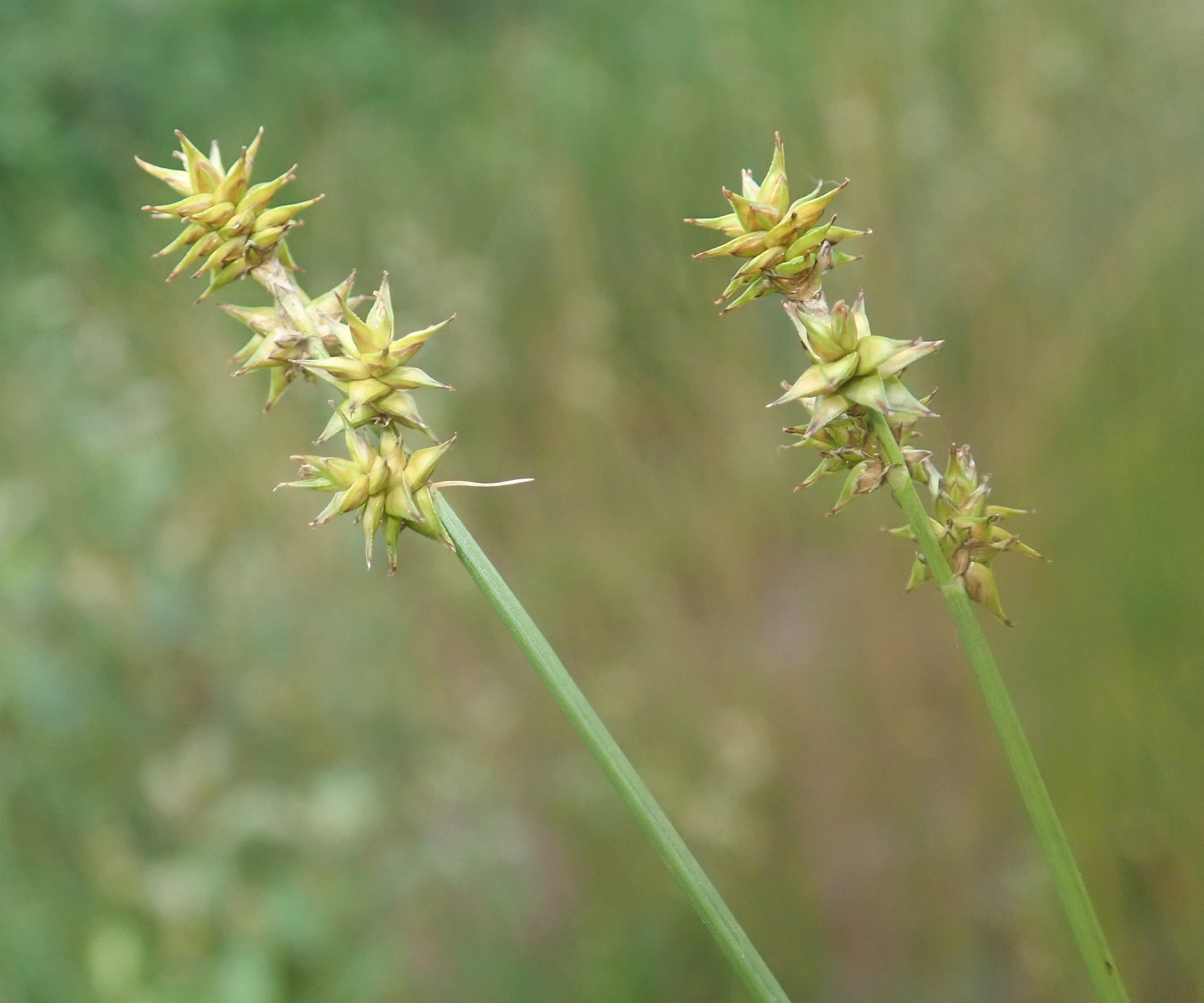Carex echinata