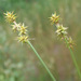 Star Sedge - Photo (c) Thomas, some rights reserved (CC BY), uploaded by Thomas