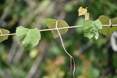 Vitis shuttleworthii