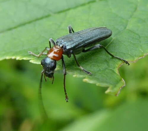 Oedemera croceicollis, Waddinxveen, Netherlands, photo 4 of 10