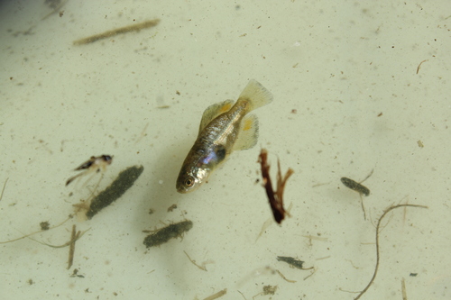 Darkedged splitfin (Girardinichthys multiradiatus) — Goodeidae — 3