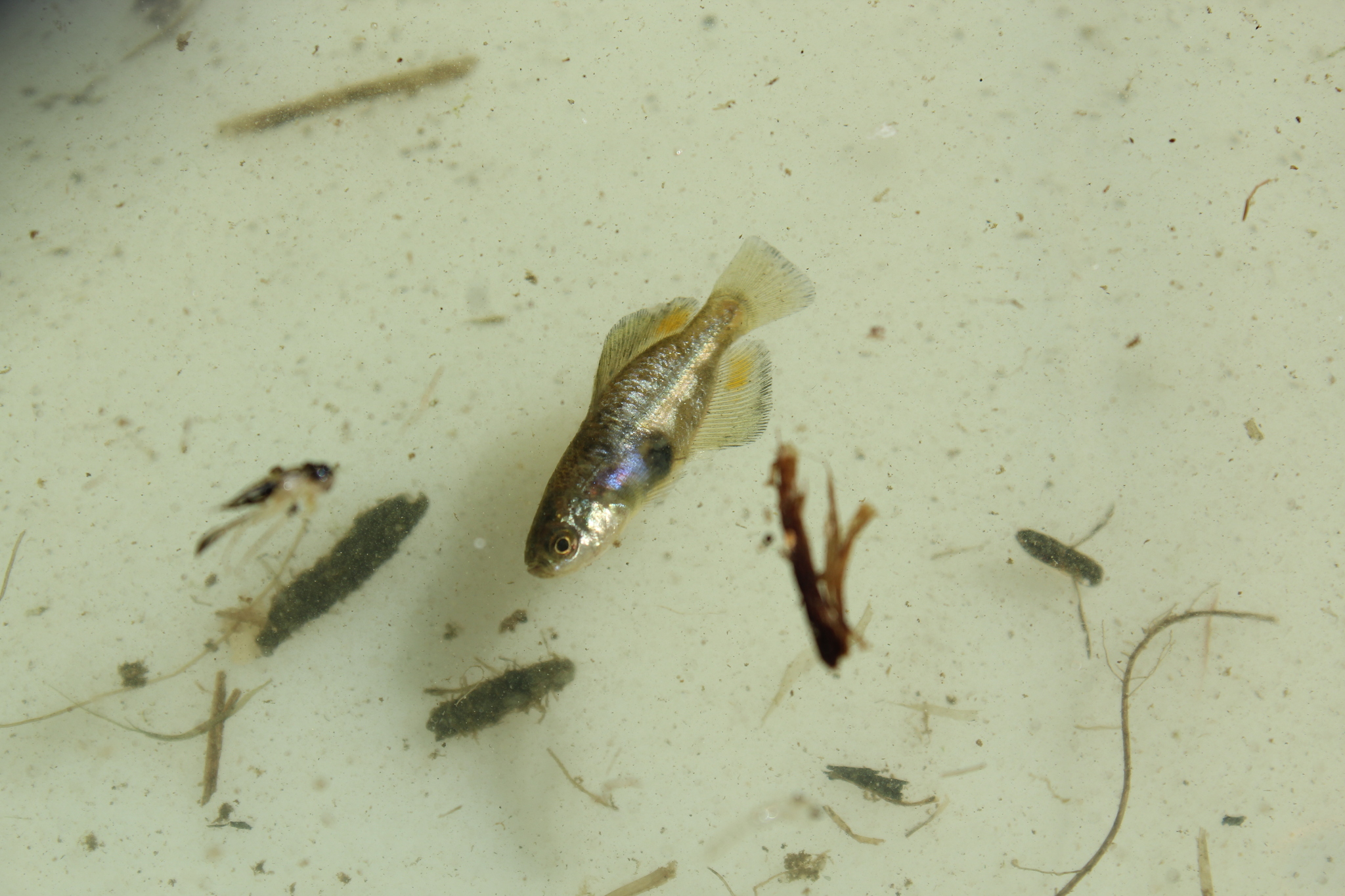 Darkedged Splitfin photo 5