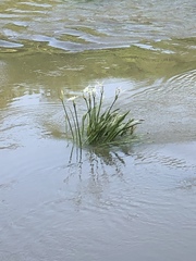 Hymenocallis coronaria