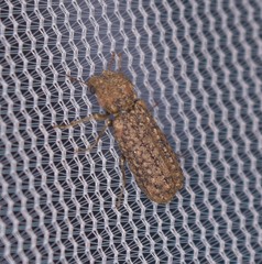 Lichenophanes bicornis