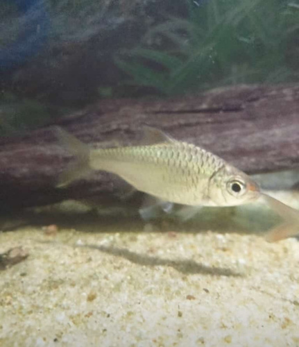 Spiny-back barb (Mystacoleucus marginatus) — Cyprinidae — 5