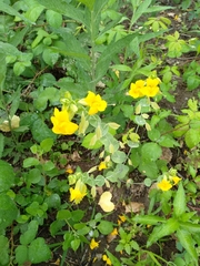 Erythranthe glaucescens