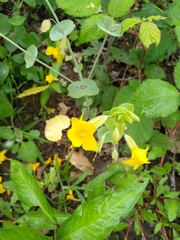 Erythranthe glaucescens