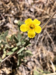 Mentzelia gracilenta