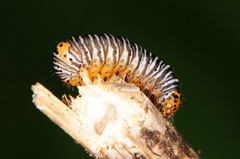 Psychomorpha epimenis