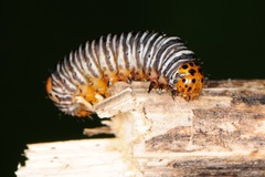 Psychomorpha epimenis