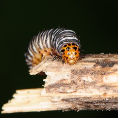 Psychomorpha epimenis