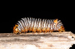 Psychomorpha epimenis