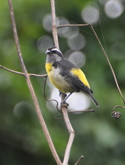 Coereba flaveola luteola