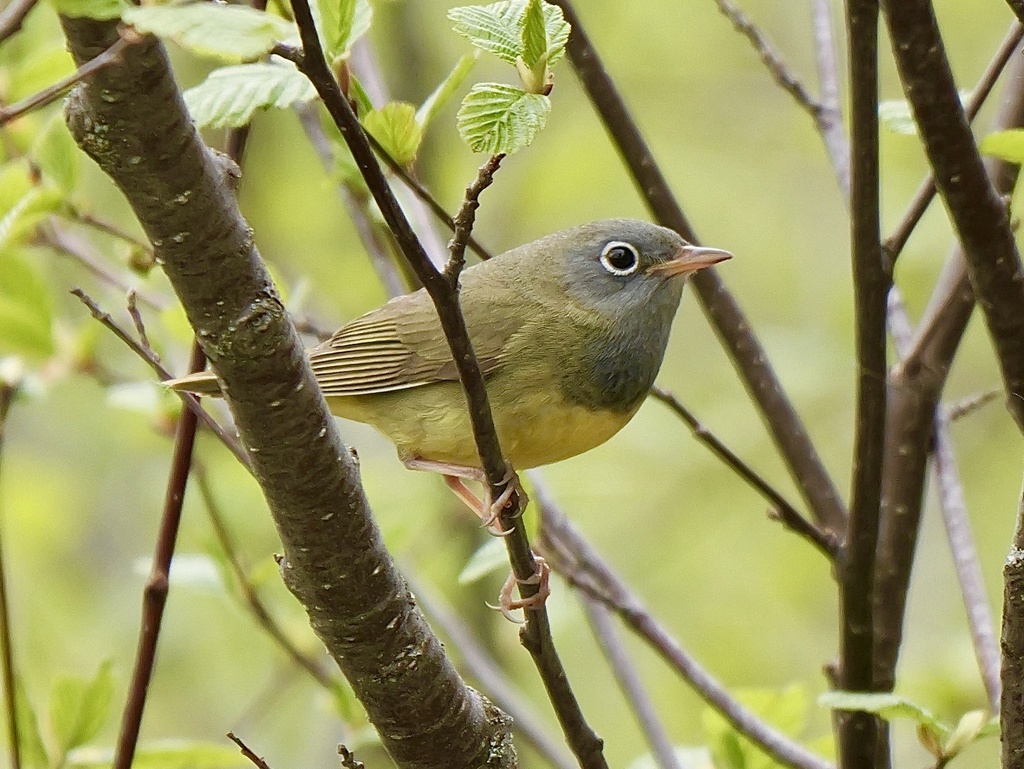 Oporornis
