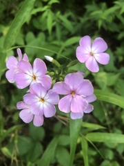 Phlox pulchra