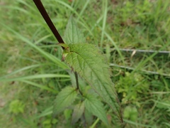 Campanula punctata hondoensis