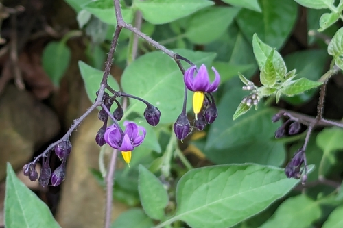 Solanum dulcamara