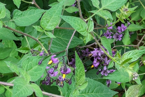 Solanum dulcamara