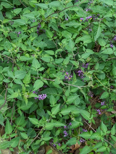 Solanum dulcamara