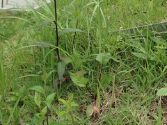 Campanula punctata hondoensis