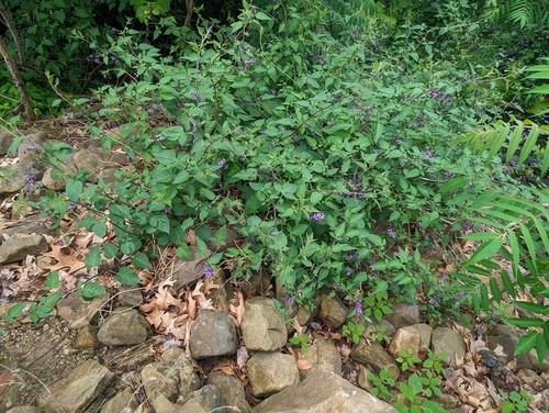 Solanum dulcamara