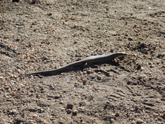 Elgaria paucicarinata