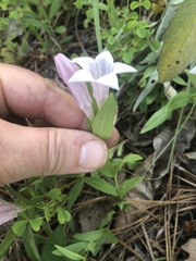 Spigelia alabamensis