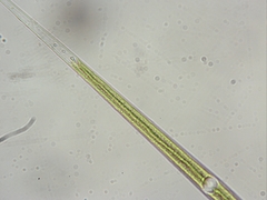 Closterium aciculare