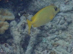 Siganus corallinus