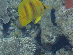 Chaetodon rainfordi