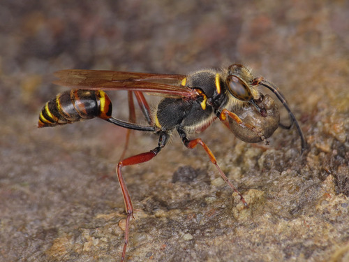 Asian Mud-dauber Wasp, photo 2 of 8