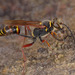 Asian Mud-dauber Wasp - Photo (c) Richard, some rights reserved (CC BY-NC)