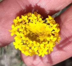 Chaenactis glabriuscula glabriuscula