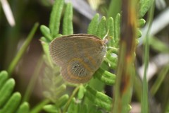 Neonympha areolatus