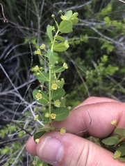 Phyllanthopsis phyllanthoides