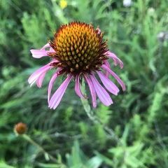Echinacea atrorubens
