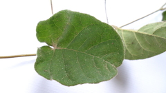 Jacquemontia bracteosa