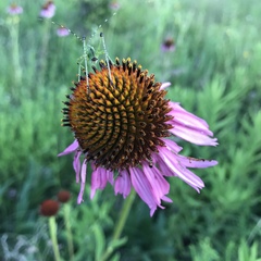 Echinacea atrorubens