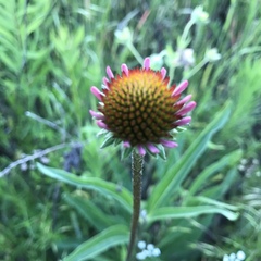 Echinacea atrorubens